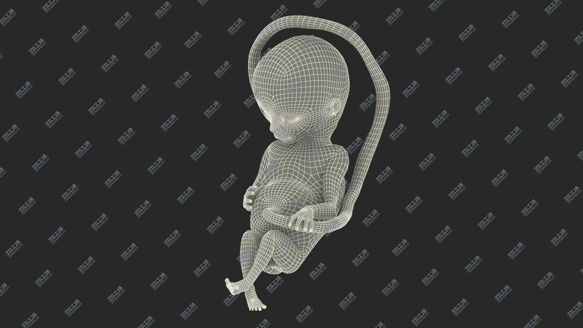 images/goods_img/202105074/3D Second Trimester Human Fetus 16 Weeks/4.jpg